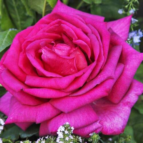 Роза чайно-гибридная Пароле (Parole)